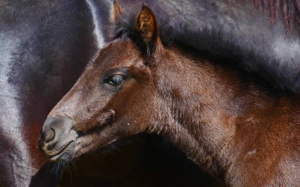 istock The foal, Pelion, Greece 1172412541