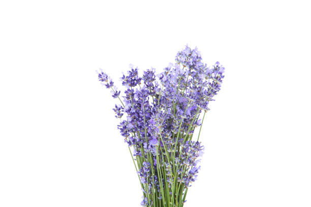 istock Lavender flowers isolated on white background 1172412719