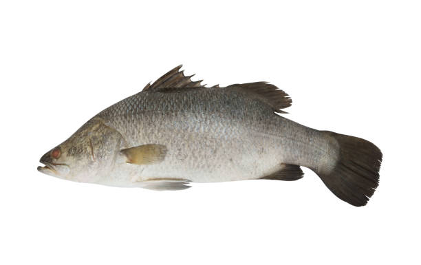 istock Fresh barramundi or seabass fish isolated 1172413694