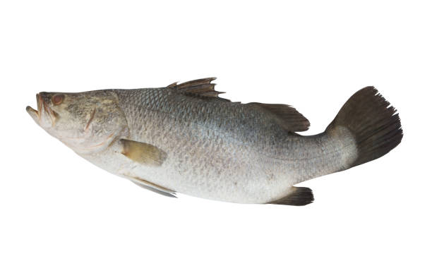 istock Fresh barramundi or seabass fish isolated 1172413697