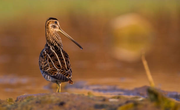 Common snipe Common snipe (Gallinago gallinago) is a wetlands bird. It'sfeed on the wetland. common snipe stock pictures, royalty-free photos & images