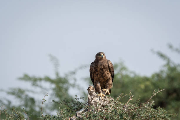 istock Steppe eagle or Aquila nipalensis portrait with wings open about to fly from green tree trunk at thar desert national park, jaisalmer, rajasthan, India 1172414441