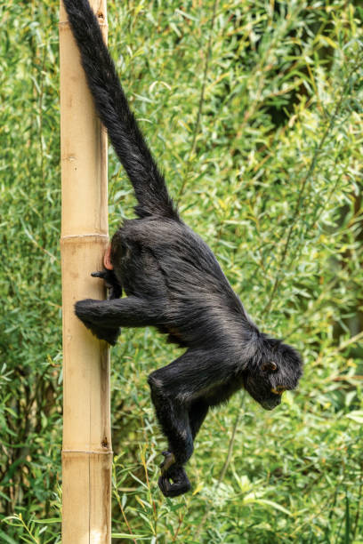 istock The black-headed spider monkey, Ateles fusciceps is a species of spider monkey 1172414623