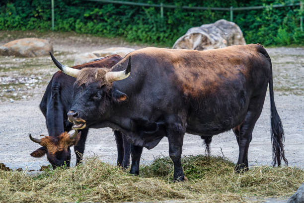 istock Heck cattle, Bos primigenius taurus or aurochs in the zoo 1172415138