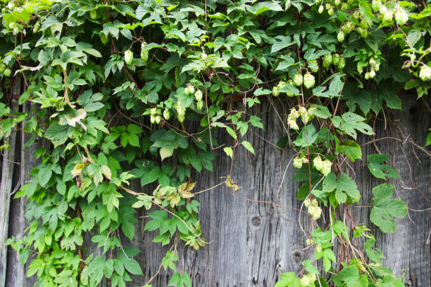 istock Hop branches on the fence 1172416437