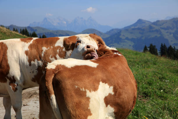 Cows lie on a meadow in the Bavarian Alps