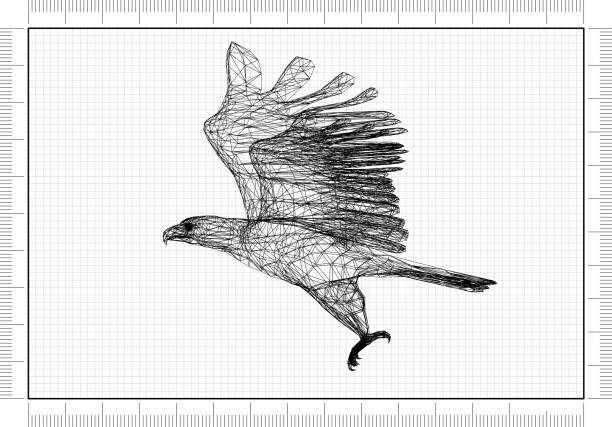 Hawk Blueprint 2,700+ Hawk Sketch Stock Photos, Pictures & Royalty-Free Images - iStock