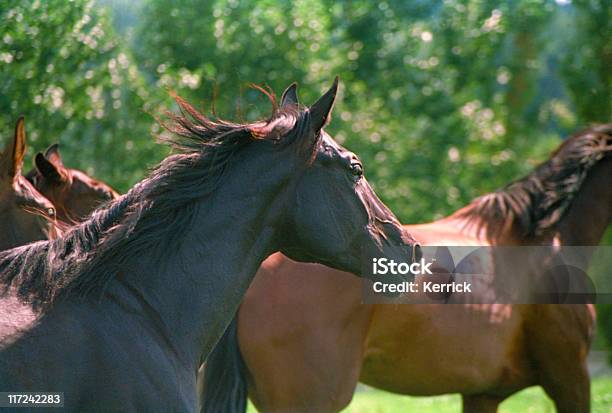 Hintergrundbeleuchtung Porträt Im Galopppferde Auf Weiden Stockfoto und mehr Bilder von Domestizierte Tiere