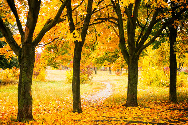 istock Beautiful autumn park with colorful trees and sunlight. 1172423390