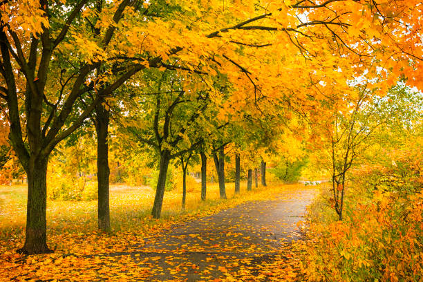 istock Beautiful autumn park with colorful trees and sunlight. 1172423470