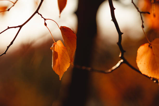 istock Birch branches with orange foliage against sunlight in Autumn forest. Nature frame, copy space. 1172424272