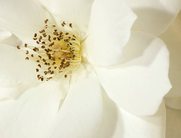 istock White Summer Rose, Petals, Softness, Flower, Close-Up 117242428