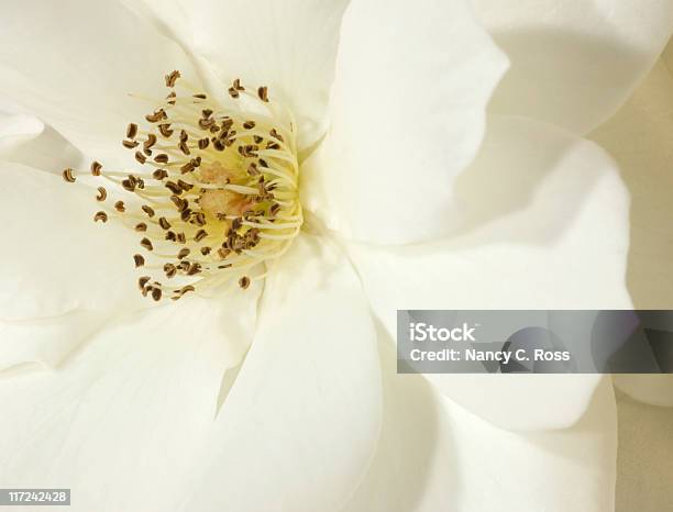 Pétalas De Rosa Branco De Verão Suavidade Flor Closeup - Fotografias de stock e mais imagens de Beleza natural