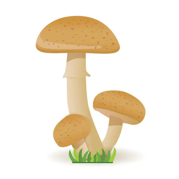 Vector illustration of Edible mushrooms. vegetable healthy food. mushrooms isolated on white background.