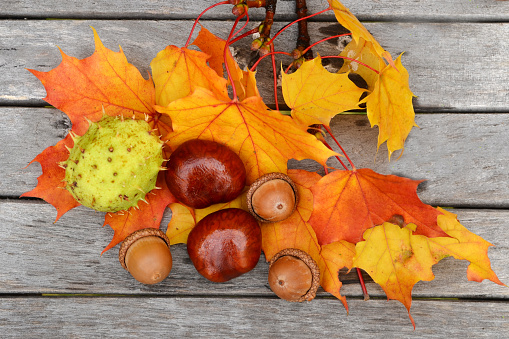 Chestnuts and acorns on wooden background. Autumn leaves.