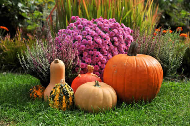 Pumpkins and flowers. Pumpkins in fall garden, with autumn flowers. chrysanthemum photos stock pictures, royalty-free photos & images