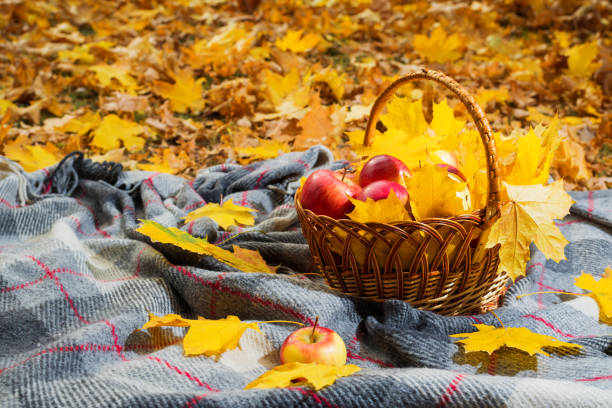 istock Autumn concept: basket with apples and bright yellow leaves on a gray plaid. 1172424894