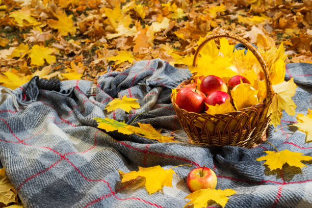 istock Autumn concept: basket with apples and bright yellow leaves on a gray plaid. 1172424900