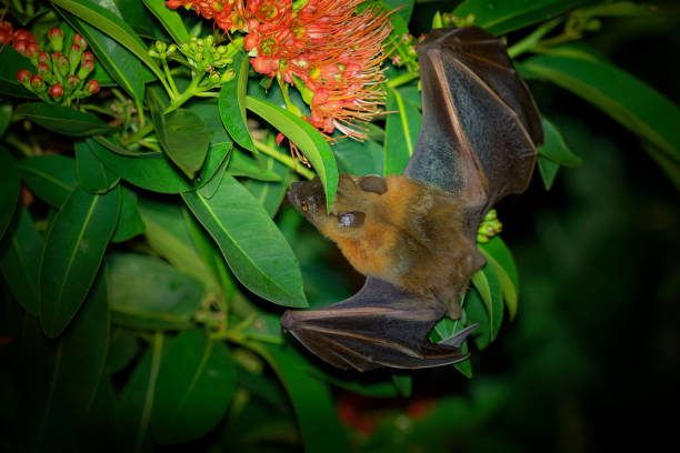 меньшие коротконосые фрукты bat - cynopterus brachyotis видов мегабат в семье pteropodidae, небольшая летучая мышь в ночное время, что живет в южной и юго-вост - shorted стоковые фото и изображения