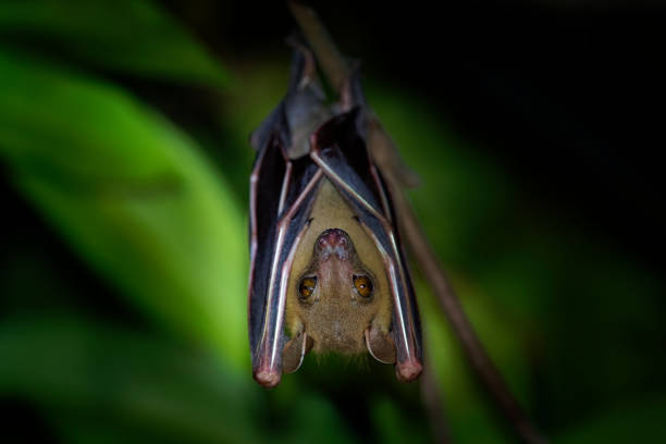 lesser short-nosed fruit bat - cynopterus brachyotis  species of megabat within the family pteropodidae, small bat during night that lives in south and southeast asia and indonesia (borneo) - shorted imagens e fotografias de stock