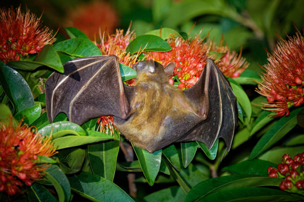 lesser short-nosed fruit bat - cynopterus brachyotis  species of megabat within the family pteropodidae, small bat during night that lives in south and southeast asia and indonesia (borneo) - shorted imagens e fotografias de stock