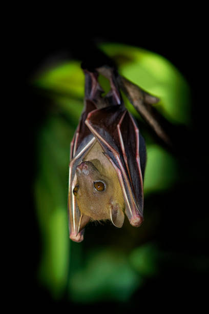 меньшие коротконосые фрукты bat - cynopterus brachyotis видов мегабат в семье pteropodidae, небольшая летучая мышь в ночное время, что живет в южной и юго-вост - shorted стоковые фото и изображения