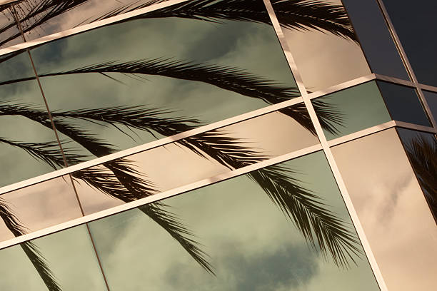 istock Palm Silhouette Reflected in Windows, Tropical Plant, Geometric Pattern 117242619