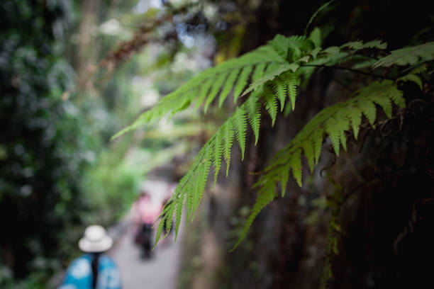 Green trees and leaf greenery background evergreen forest