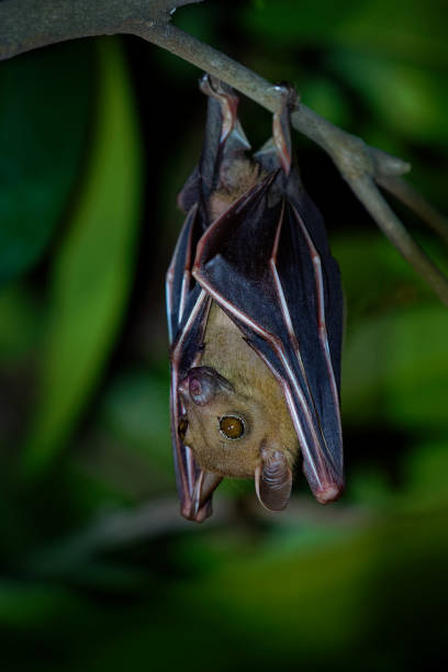 lesser short-nosed fruit bat - cynopterus brachyotis  species of megabat within the family pteropodidae, small bat during night that lives in south and southeast asia and indonesia (borneo) - shorted imagens e fotografias de stock