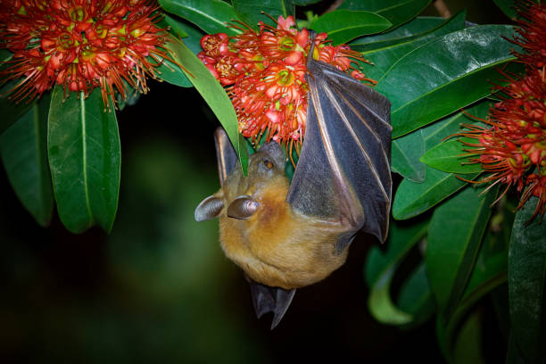 lesser short-nosed fruit bat - cynopterus brachyotis  species of megabat within the family pteropodidae, small bat during night that lives in south and southeast asia and indonesia (borneo) - shorted imagens e fotografias de stock
