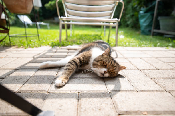 gato en el jard�ín - deck chair summer grass outdoor chair fotografías e imágenes de stock