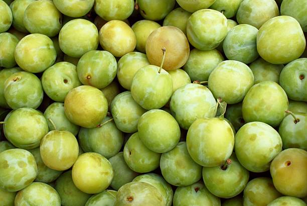 Numerous greengage plums in a pile stock photo