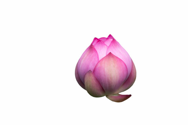 흰색 배경에 연꽃 클로즈업 - lotus flower single flower red 뉴스 사진 이미지