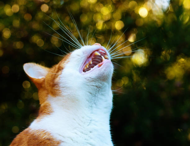 Domestic Cat Portrait