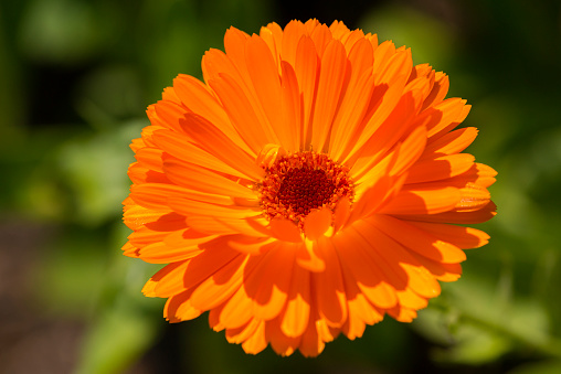 Calendula.