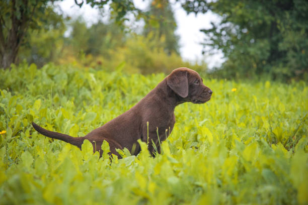 Dogs in a field