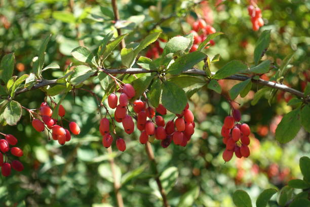 horizonatl zweig der gemeinsamen berberitze mit roten beeren im herbst - horizonatl stock-fotos und bilder