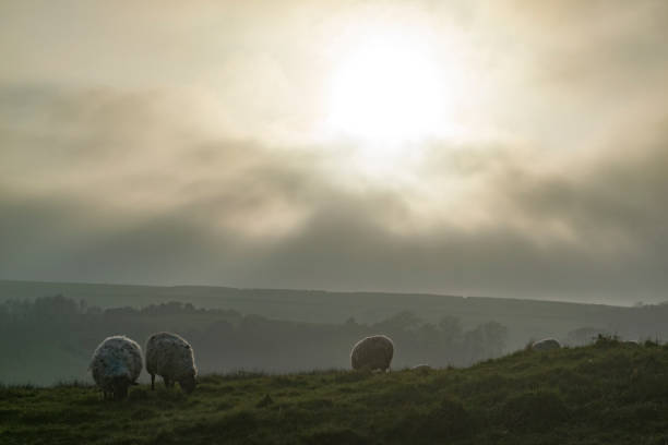 istock Sheep grazing in a misty cold field 1172433838
