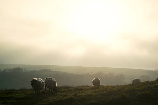 istock Sheep grazing in a misty cold field 1172433849