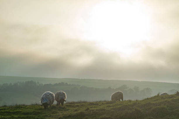 istock Sheep grazing in a misty cold field 1172433853