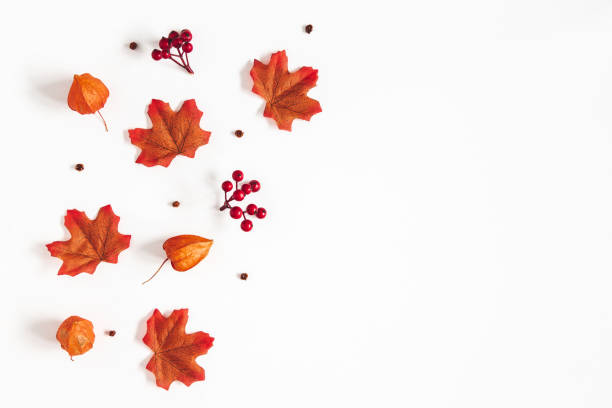 istock Autumn composition. Pattern made of flowers, maple leaves, berries on white background. Autumn, fall, thanksgiving day concept. Flat lay, top view, copy space 1172433877