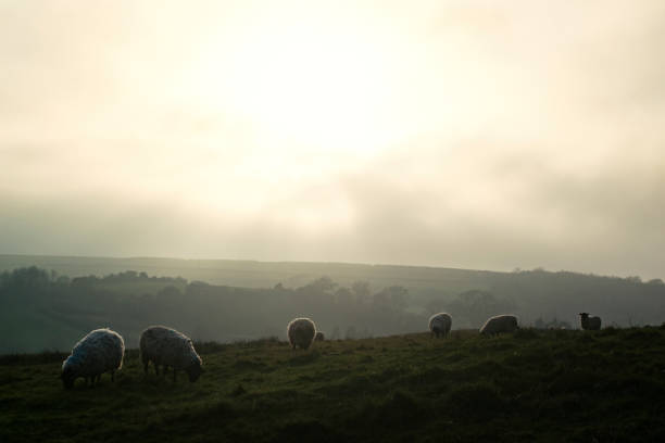 istock Sheep grazing in a misty cold field 1172433952