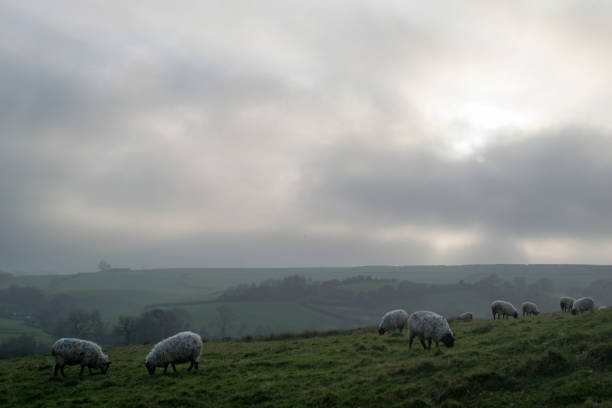 istock Sheep grazing in a misty cold field 1172434117