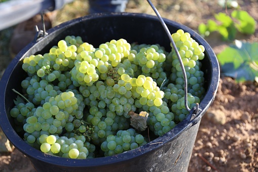 Hand picked Chardonnay grapes in the picking bin in the vineyard