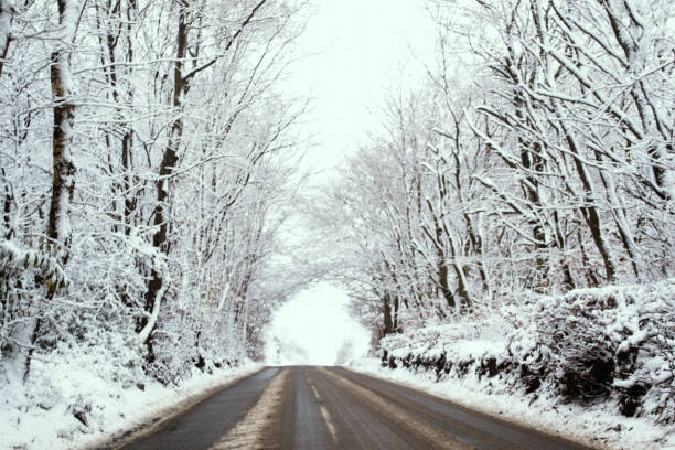 istock Snow covered barren trees line a winter road 1172434202