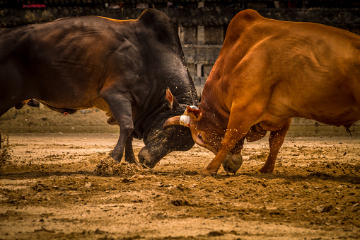 Bull fighting is a traditional game in southern of Thailand.