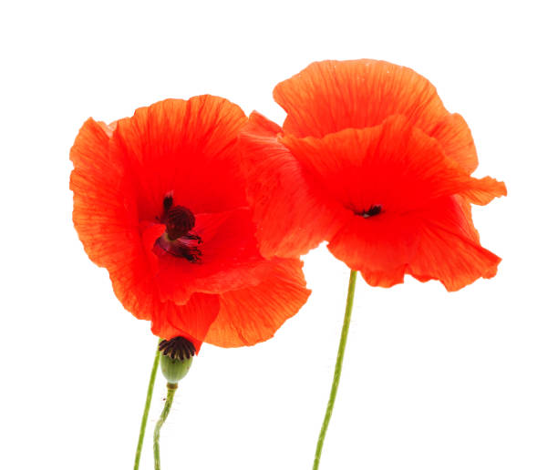 istock Bouquet of red poppies. 1172436383