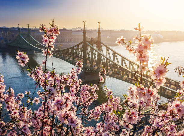 Budapest, Hungary - Beautiful Cherry Blossom close-up and Liberty Bridge on a sunny morning stock photo
