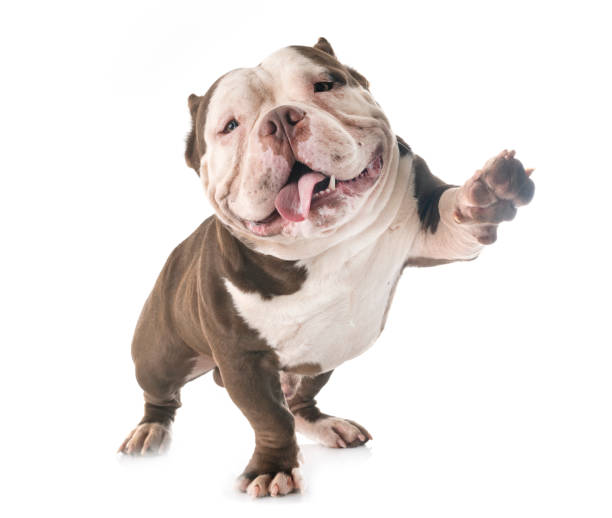 american bully american bully in front of white background bulldog stock pictures, royalty-free photos & images