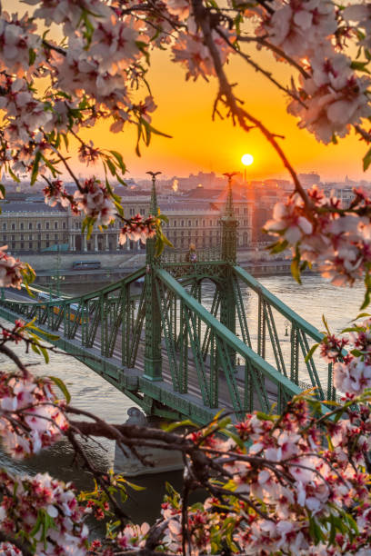 Budapest, Hungary - Spring in Budapest with beautiful Liberty Bridge over River Danube with traditional yellow tram at sunrise stock photo